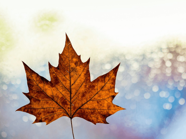 Turning Over a New Leaf: Top Fall Conferences for Nonprofit Development Professionals