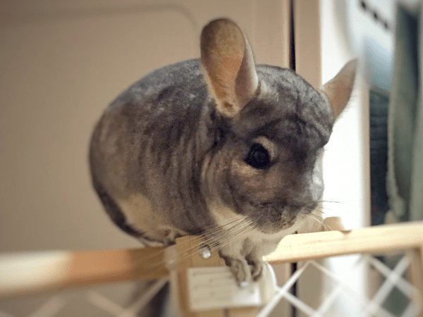 Chewie Chinchilla's Guide to Grantseeking