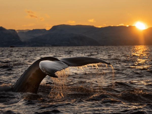 Whale-Watcher, Grantseeker